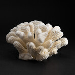 Genuine Cat's Paw Coral // 4.9lb