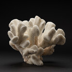Genuine Cat's Paw Coral // 7.5lb