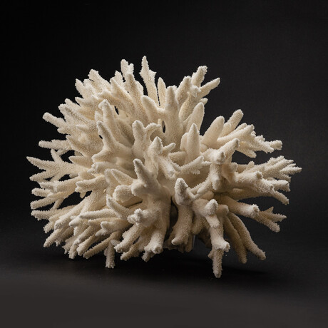 Genuine Finger Coral // 13.8lb
