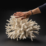 Genuine Finger Coral // 13.8lb