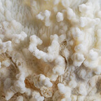Genuine White Ridge Coral // 2.8lb