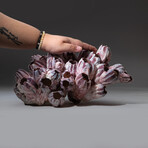 Genuine Purple Acorn Barnacle Coral // 3.4lb