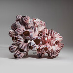 Genuine Purple Acorn Barnacle Coral // 1.5lb