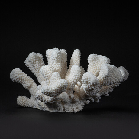 Genuine Cat's Paw Coral // 8.1lb