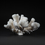 Genuine Cat's Paw Coral // 8.1lb