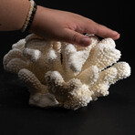 Genuine Cat's Paw Coral // 4.9lb