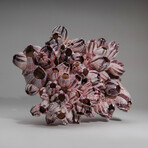 Genuine Purple Acorn Barnacle Coral // 2.3lb