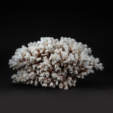 Genuine Stem Coral // 6.4lb