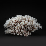 Genuine Stem Coral // 6.4lb