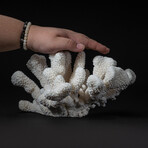 Genuine Cat's Paw Coral // 8.1lb