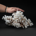 Genuine Stem Coral V.2 // 3.7lb