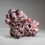 Genuine Purple Acorn Barnacle Coral // 1.5lb