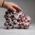 Genuine Purple Acorn Barnacle Coral // 1.5lb