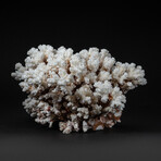 Genuine Stem Coral // 6.4lb