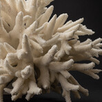 Genuine Finger Coral // 13.8lb