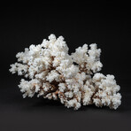 Genuine Stem Coral V.2 // 3.7lb