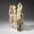 Genuine Green Fire Coral V.2 // 6.2lb