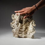 Genuine Green Fire Coral V.2 // 6.2lb