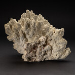 Genuine Green Fire Coral // 12.4lb