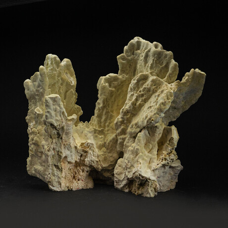 Genuine Green Fire Coral // 13.8lb