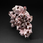 Genuine Purple Acorn Barnacle Coral // 4lb