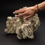 Genuine Green Fire Coral // 12.4lb