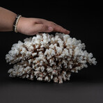 Genuine Stem Coral // 6.4lb