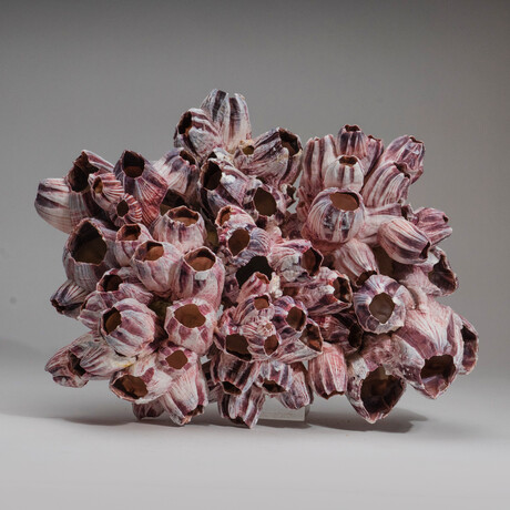 Genuine Purple Acorn Barnacle Coral // 2.3lb