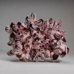 Genuine Purple Acorn Barnacle Coral // 2.3lb