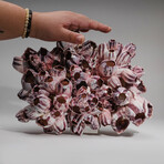 Genuine Purple Acorn Barnacle Coral // 2.3lb