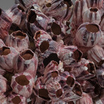 Genuine Purple Acorn Barnacle Coral // 2.3lb