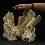 Genuine Green Fire Coral // 13.8lb