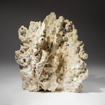 Genuine Green Fire Coral V.2 // 6.2lb