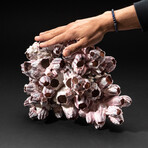 Genuine Purple Acorn Barnacle Coral // 4lb