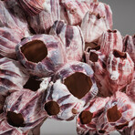 Genuine Purple Acorn Barnacle Coral // 1.5lb