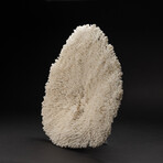 Genuine Table Coral // 7lb