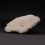 Genuine Table Coral // 2.6lb