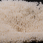 Genuine Table Coral // 2.6lb