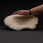 Genuine Table Coral // 2.6lb