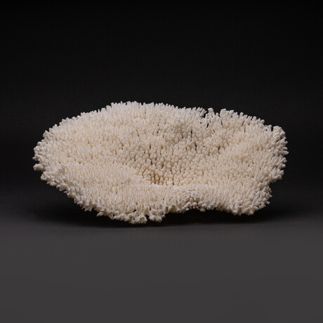 Genuine Table Coral // 2.6lb