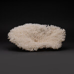 Genuine Table Coral // 2.6lb