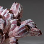 Genuine Purple Acorn Barnacle Coral // 3.4lb