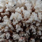 Genuine Stem Coral // 6.4lb