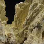 Genuine Green Fire Coral // 13.8lb