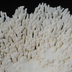 Genuine Table Coral // 4.2lb