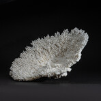 Genuine Table Coral // 4.2lb