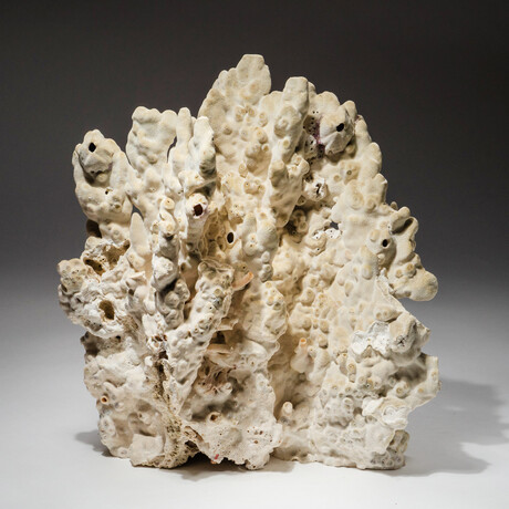 Genuine Green Fire Coral V.2 // 6.2lb