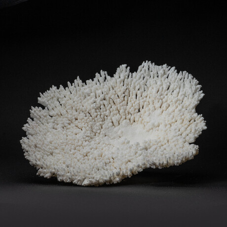 Genuine Table Coral // 4.2lb