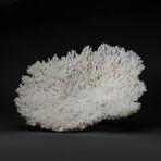 Genuine Table Coral // 4.2lb