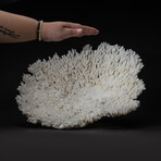 Genuine Table Coral // 4.2lb